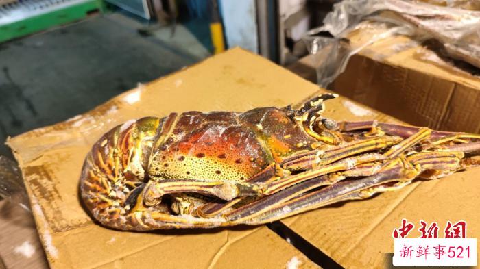文莱进口“锦绣龙虾”个大味美 陈新 摄