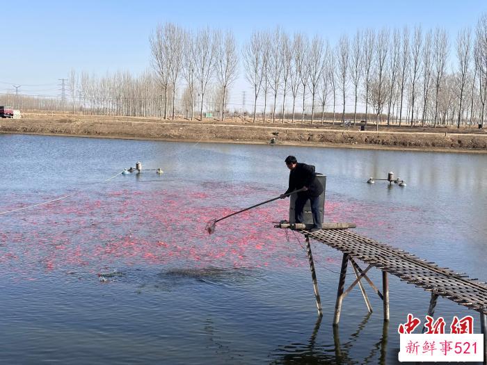 图为三河市马大宙村，养殖户正在指导工人捕捞金鱼，查看鱼苗生长情况。　高澍 　摄