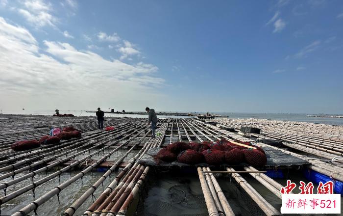 鲍鱼养殖基地 董晨钟 摄