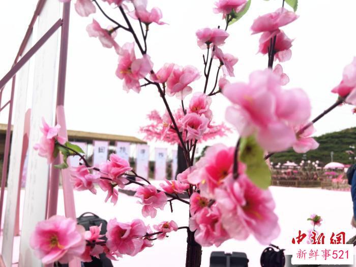 桃花缀满枝头，春意盎然。　蒋炜煌 摄