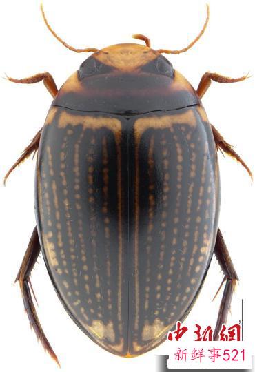 麦祖齐短胸龙虱 韶关市丹霞山管理委员会 供图