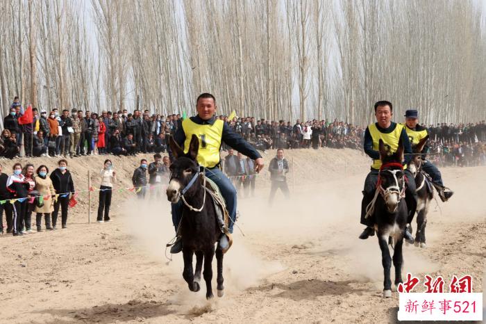 赛驴比赛精彩上演。　林海 摄