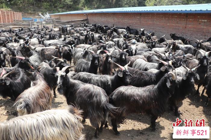 灵丘县大青背山羊成为当地的“致富羊”。　灵丘县新闻中心提供