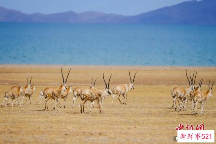 东西问·中外对话丨保护生物多样性，中国方案为世界提供何种启示？