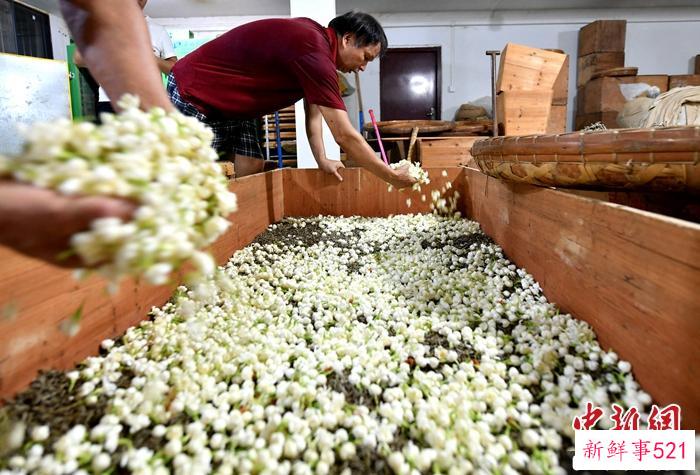 【寻味中华】福州茉莉花茶：“中国春天的味道”