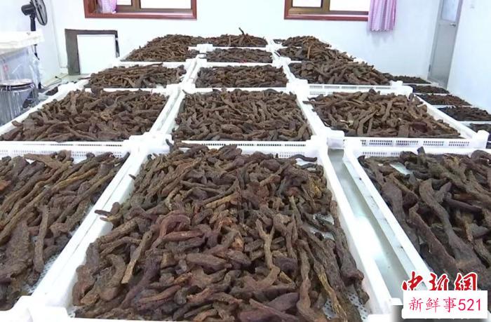 图为晾晒后的肉苁蓉。(资料图) 雷艳玲 摄
