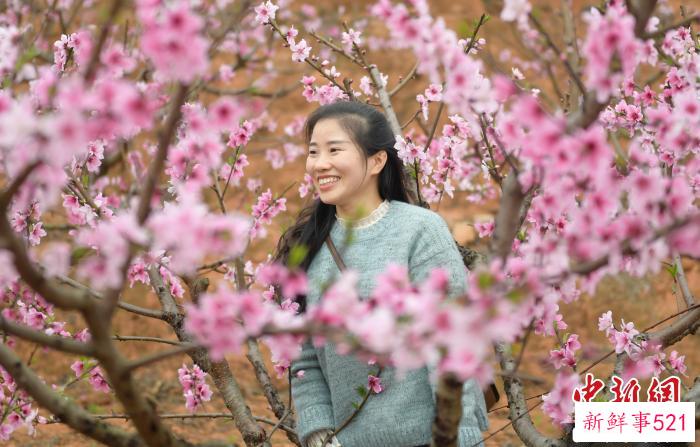 图为：游客在桃园里欣赏桃花。　刘其燚供图