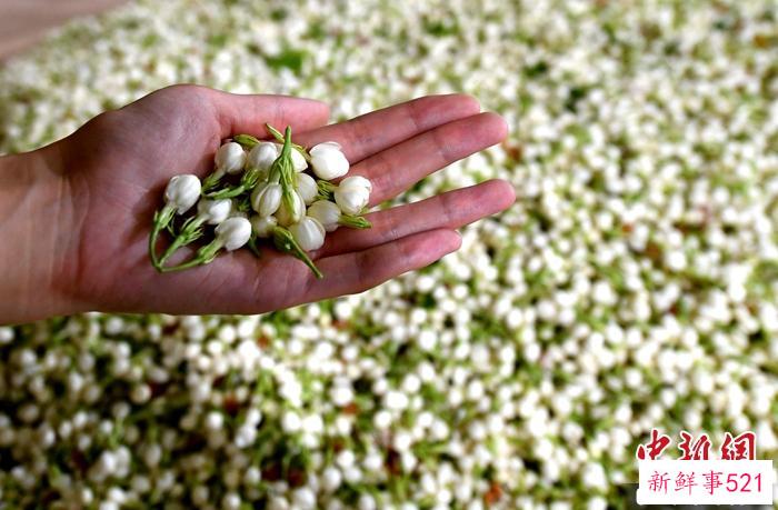 【寻味中华】福州茉莉花茶：“中国春天的味道”