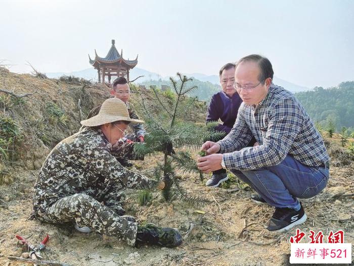 图为周而金(左)与郑仁华交流杉树苗嫁接技术。　林红 摄