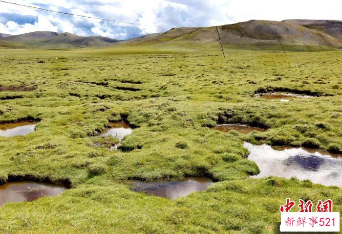 图为黄河源头区域热融沼泽湿地。(资料图) 陈哲 供图
