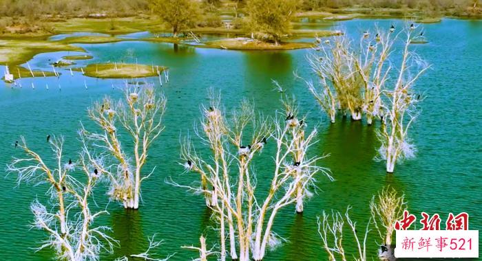 在新疆巴州轮台县境内的塔里木河下游两岸湿地，今年候鸟相比往年，提前近半个月抵达。　吐尔逊·吾斯曼 摄