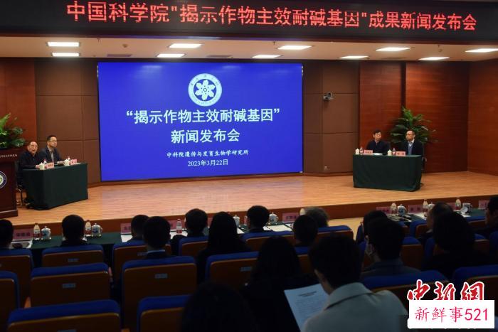 成果论文发表前夕，中国科学院在北京举行“揭示作物主效耐碱基因”成果专题新闻发布会，科普解读研究成果。　记者 孙自法 摄