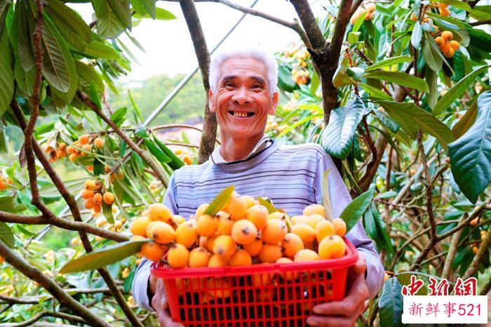 一串串金灿灿的枇杷挂满枝头，格外诱人，种植户们正忙着采摘。　永定区融媒体中心供图