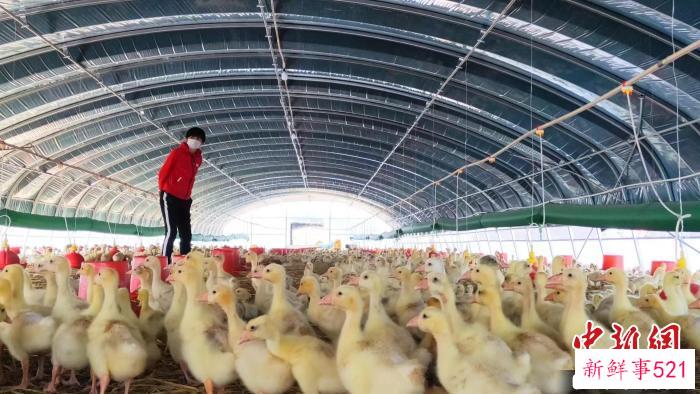 图为郑继梅查看鹅雏。　谢宏秀供图