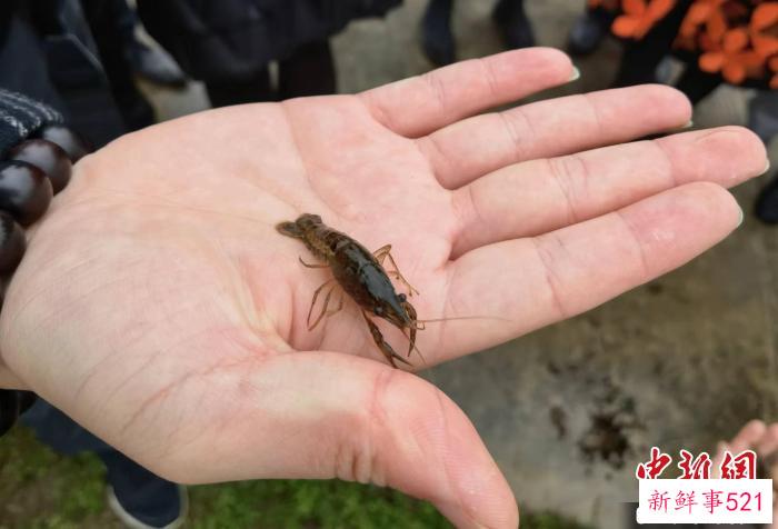 上海海洋大学洪林科研中心培育的小龙虾虾苗。　刘鸿鹤 摄