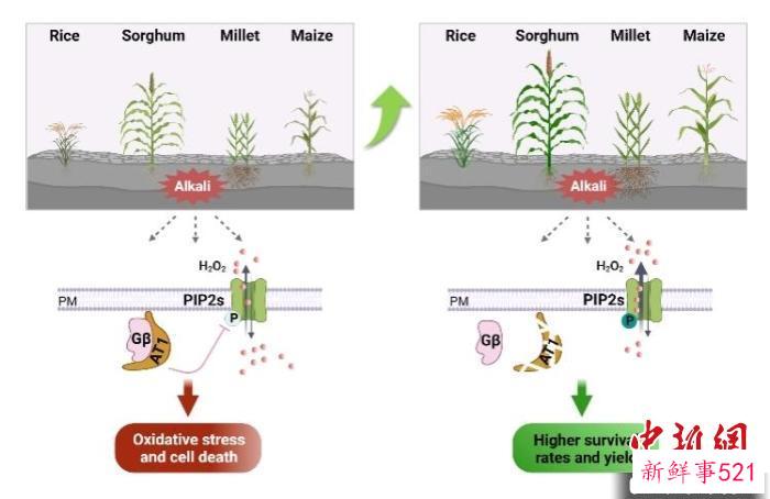AT1调控的盐碱胁迫响应机制及AT1的利用可以提高多种作物在盐碱地上的产量。　中科院遗传发育所 供图
