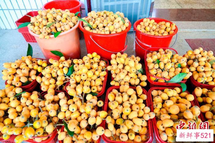 准备上市销售的成熟枇杷。　永定区融媒体中心供图