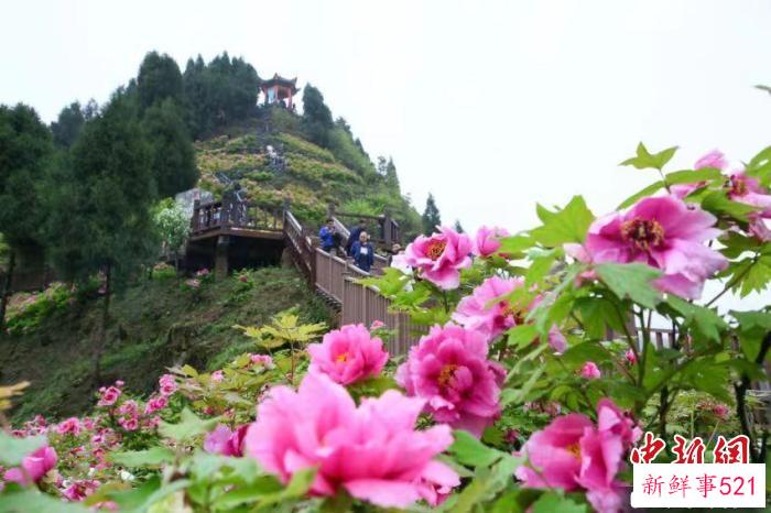 资料图为垫江牡丹。　垫江县委宣传部供图