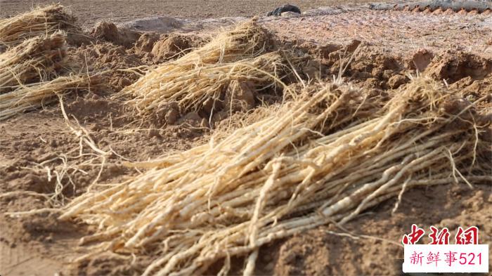 图为防风药材药苗。　高莹 摄