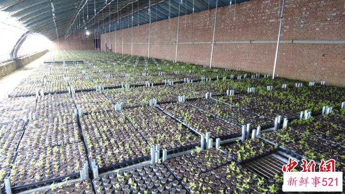 育苗基地。　车晓云 摄