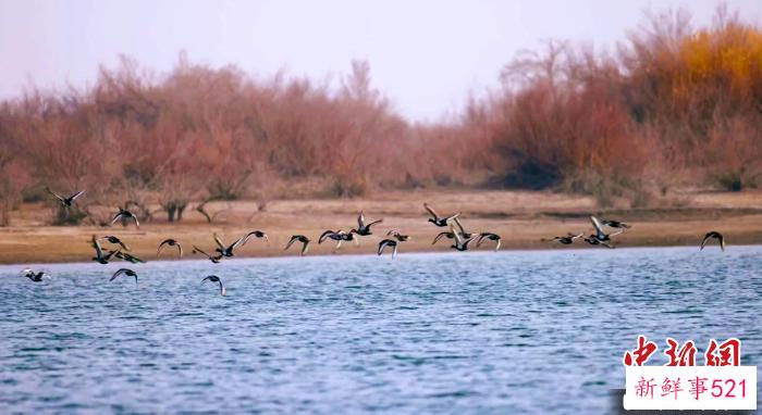 三月天气回暖，位于新疆巴州轮台县境内的塔里木河流域迎来大批候鸟。　胡飞祥 摄