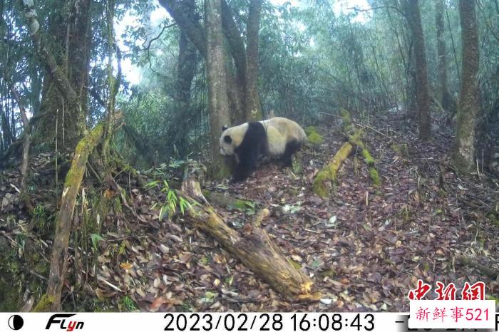 红外相机拍到野生大熊猫闻嗅树干。　大熊猫国家公园眉山管理分局供图