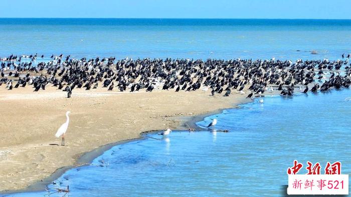 大批迁徙而来的候鸟在湖边停留栖息。　 杨辈兰 摄