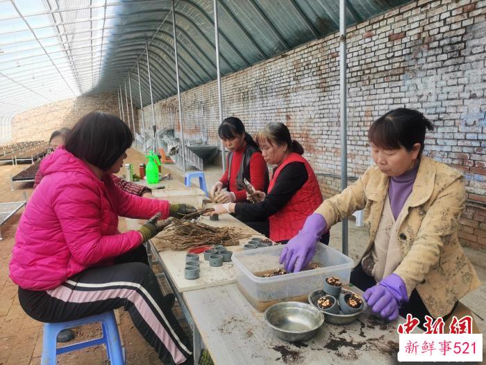 育苗基地的大棚里，工人们正在忙碌。　张辉 摄