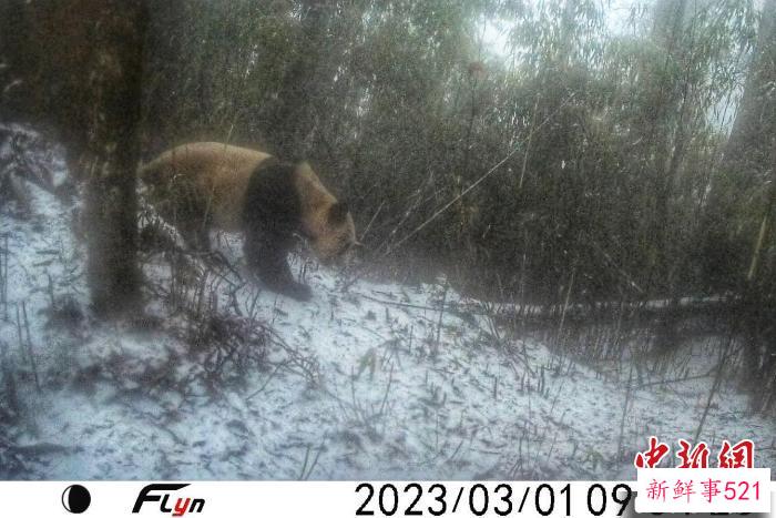 红外相机拍到野生大熊猫在树干上擦屁股。　大熊猫国家公园眉山管理分局供图