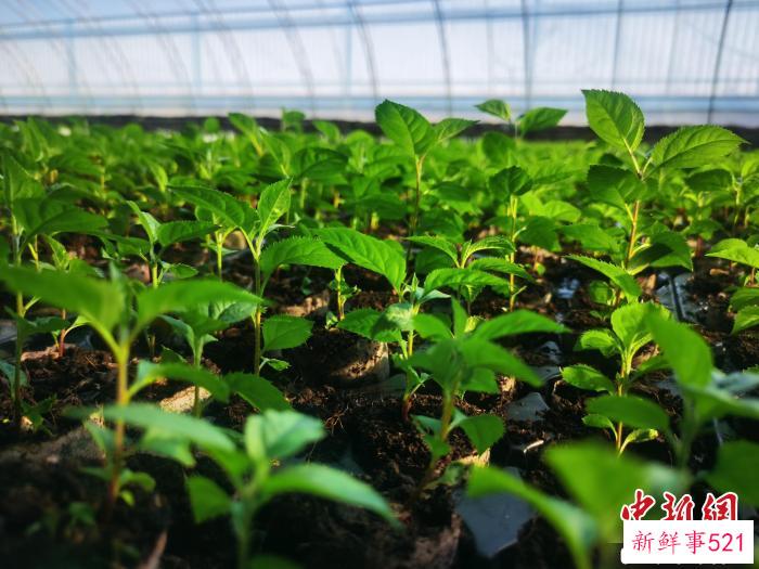 育苗基地。　张辉 摄