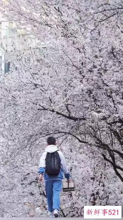 多彩贵州·花漾中国 - 藏在贵州的多彩春天