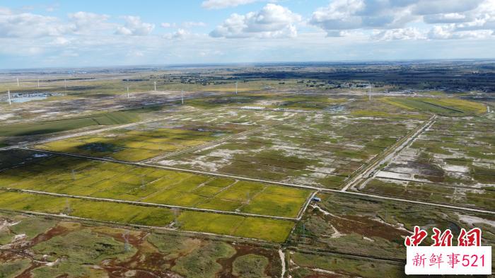 研究团队航拍一处盐碱地画面。　中科院遗传发育所 供图