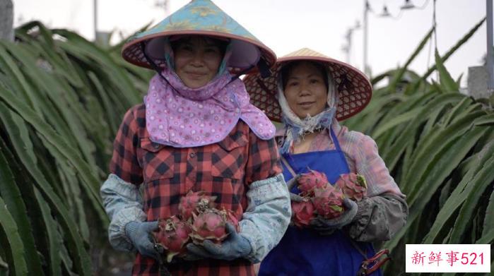 一年多结3批果 广西火龙果变身乡亲们的致富果