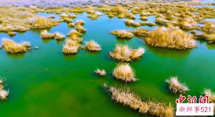 碧波荡漾的塔里木河与胡杨、芦苇、蓝天、沙漠以及水鸟交相辉映，呈现出一幅独具特色的春日画卷。　吐尔逊·吾斯曼 摄