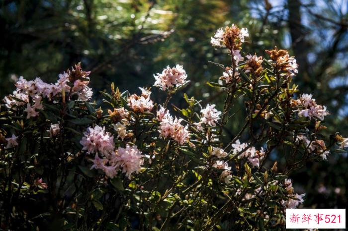 多彩贵州·花漾中国 - 藏在贵州的多彩春天