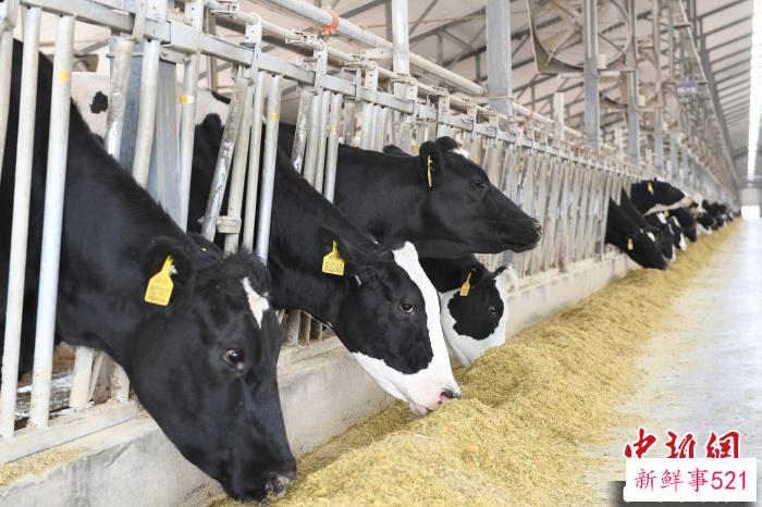 图为优然牧业武威牧场奶牛。　戴文昌 摄