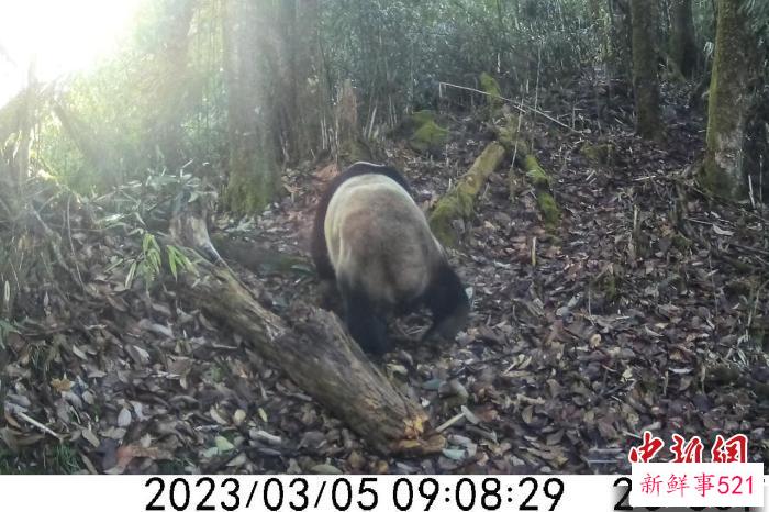 四川瓦屋山：野生大熊猫频繁出没