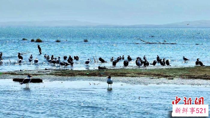 成群的候鸟先遣队造访博斯腾湖，奏响春日序曲。　米尔扎提 摄