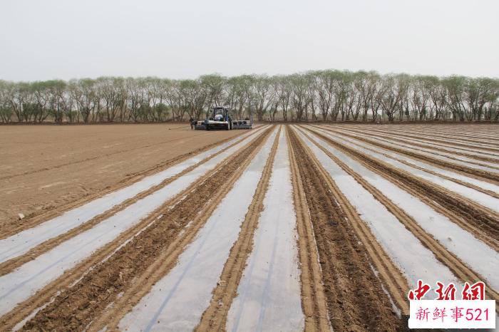 大型播种机在新疆兵团一块农田里播种棉花。(资料图) 戚亚平 摄