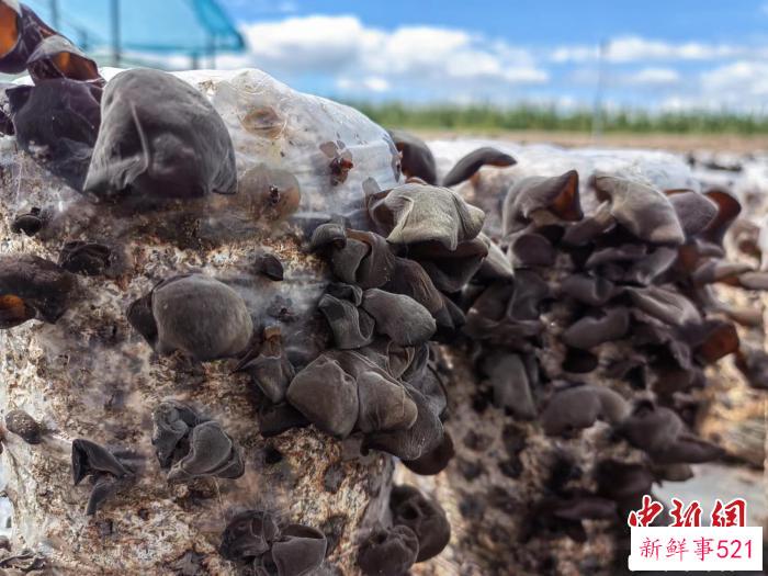 图为阿荣旗的黑木耳。(资料图) 谢宏秀供图