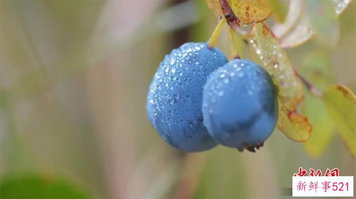 人这一辈子，一定要去一趟塔河！