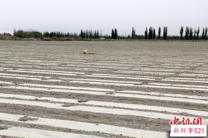 春播后的棉田已出苗。(资料图) 戚亚平 摄