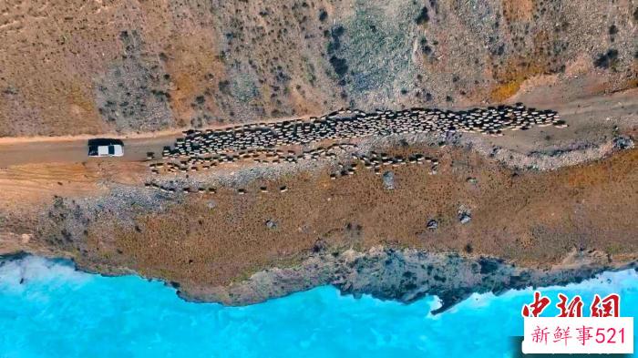 转场羊群经过半山公路。　甘明亮 摄