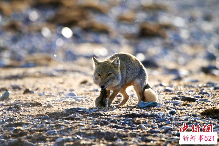 图为“万里长江第一县”青海治多县的野生动物。(资料图) 治多县委宣传部 供图