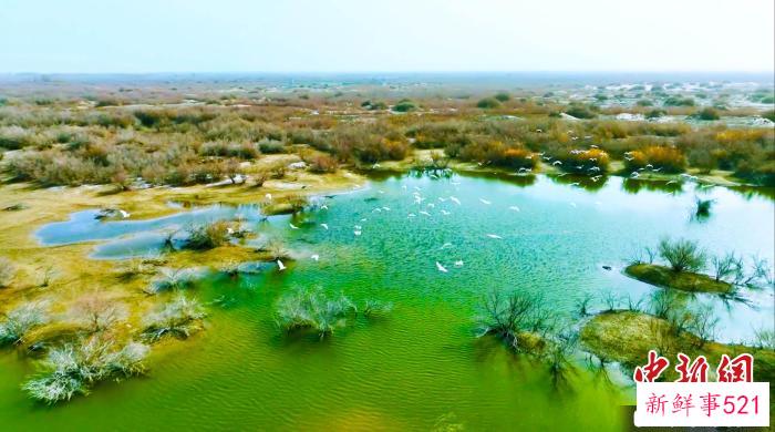 在新疆巴州轮台县境内的塔里木河下游两岸湿地，有的鸟儿成群飞过碧绿的湿地。　吐尔逊·吾斯曼 摄