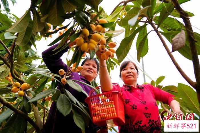 一串串金灿灿的枇杷挂满枝头，格外诱人，种植户们正忙着采摘。　永定区融媒体中心供图