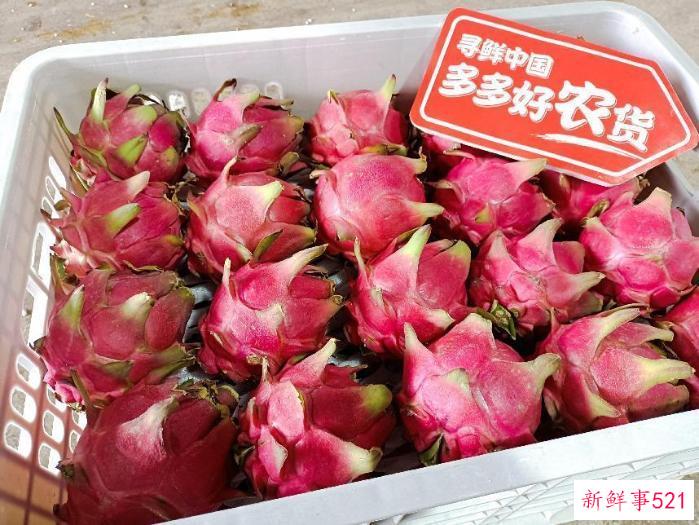 一年多结3批果 广西火龙果变身乡亲们的致富果