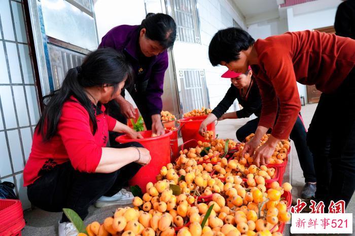 果农正在把部分已经熟透的果实挑选采摘上市销售。　永定区融媒体中心供图