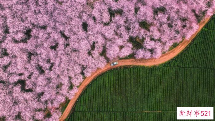 多彩贵州·花漾中国 - 藏在贵州的多彩春天