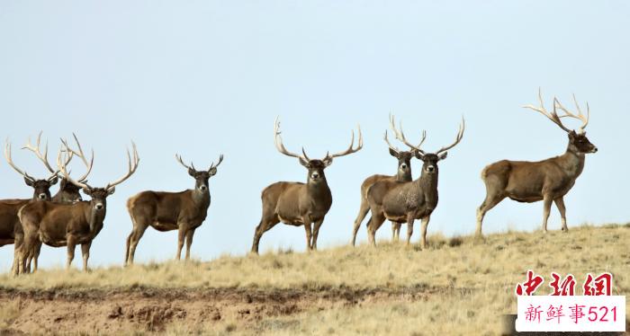 图为“万里长江第一县”青海治多县的野生动物。(资料图) 治多县委宣传部 供图